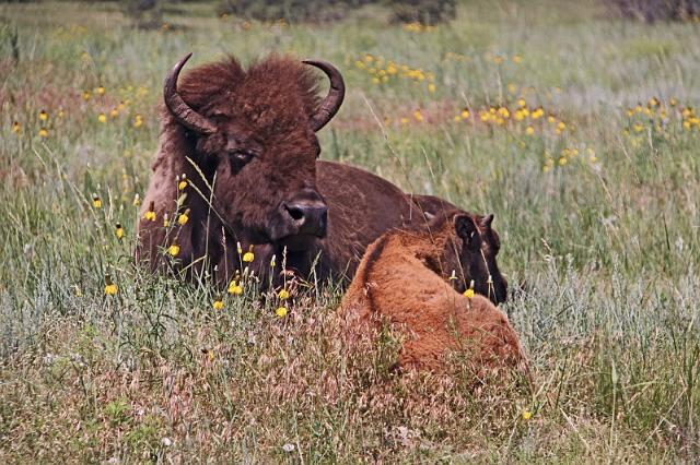 136 custer state park, bizons.JPG